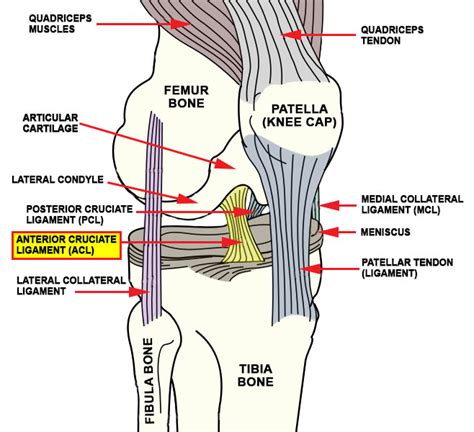 where is my acl located